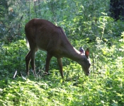 Westwood2013 Deer 007